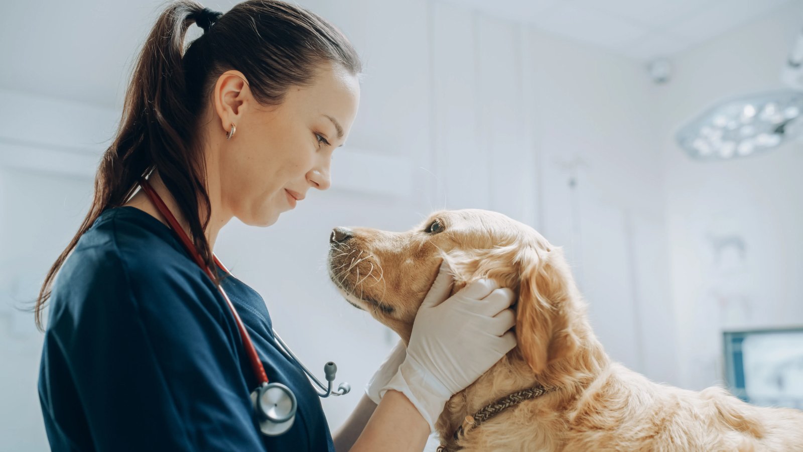 Figure 1. Clinical examination of a dog in a veterinary setting.