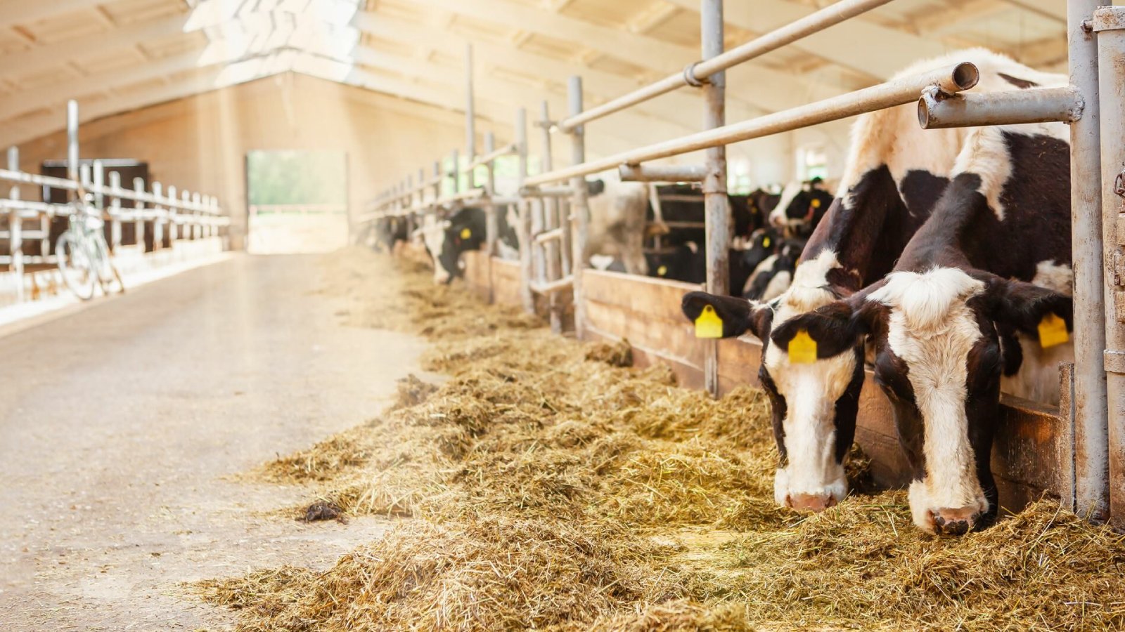 Figure 1. Dairy cattle in a barn feeding area under routine farm conditions.