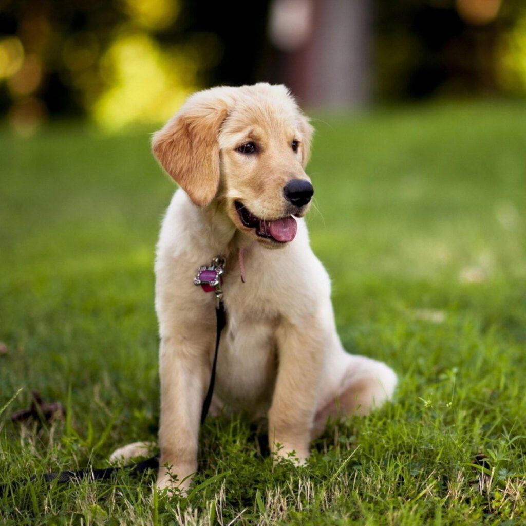 cCRP in Dogs: A Practical Inflammation Marker for Veterinary Use