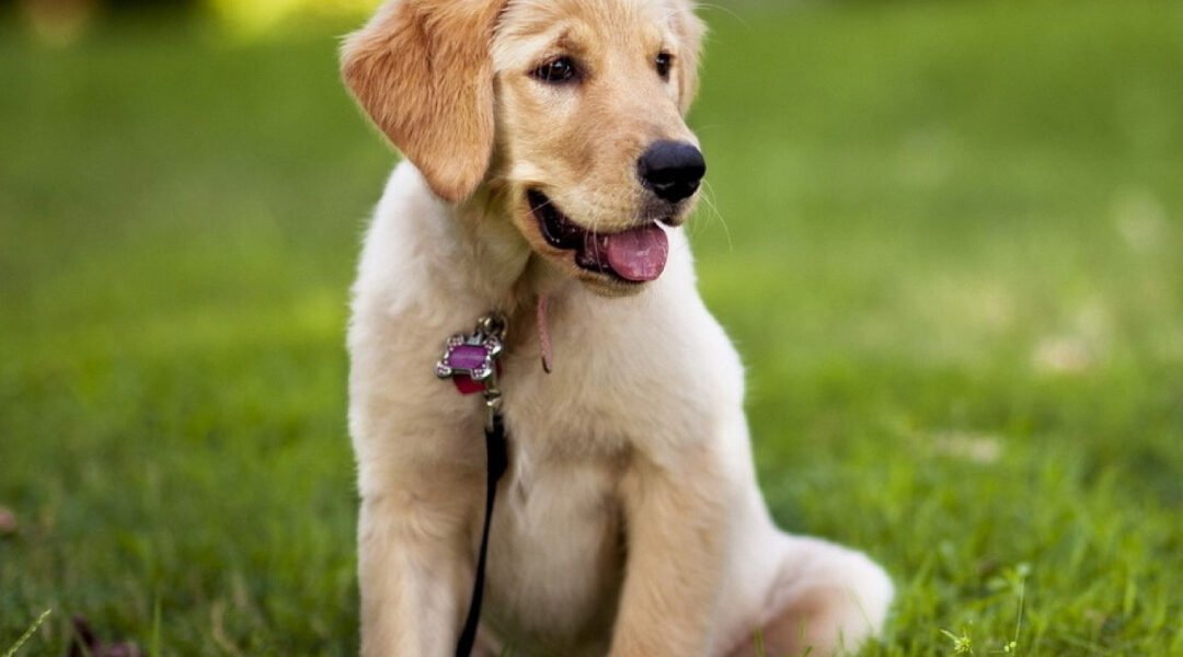 cCRP in Dogs: A Practical Inflammation Marker for Veterinary Use