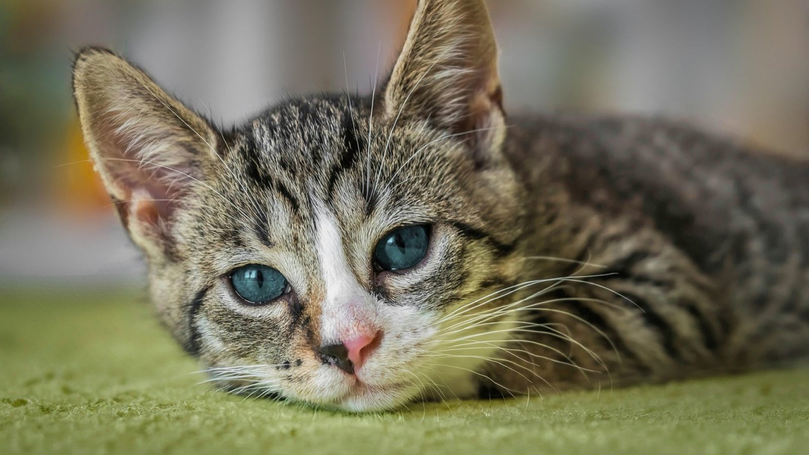 Figure 1. A kitten lying with its head lowered and a withdrawn posture, consistent with the lethargy commonly seen in early FPV infection.