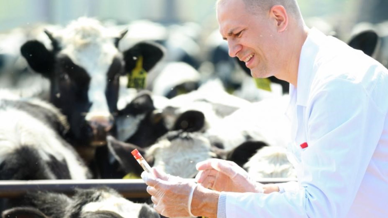 Figure 1. Increased cattle movement and animal handling during Eid al-Adha may highlight the importance of veterinary health checks and disease awareness.