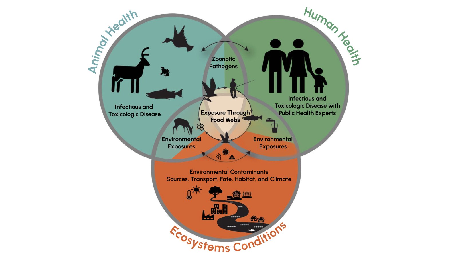 One Health conceptual diagram illustrating the interaction between human health, animal health and environmental conditions.
