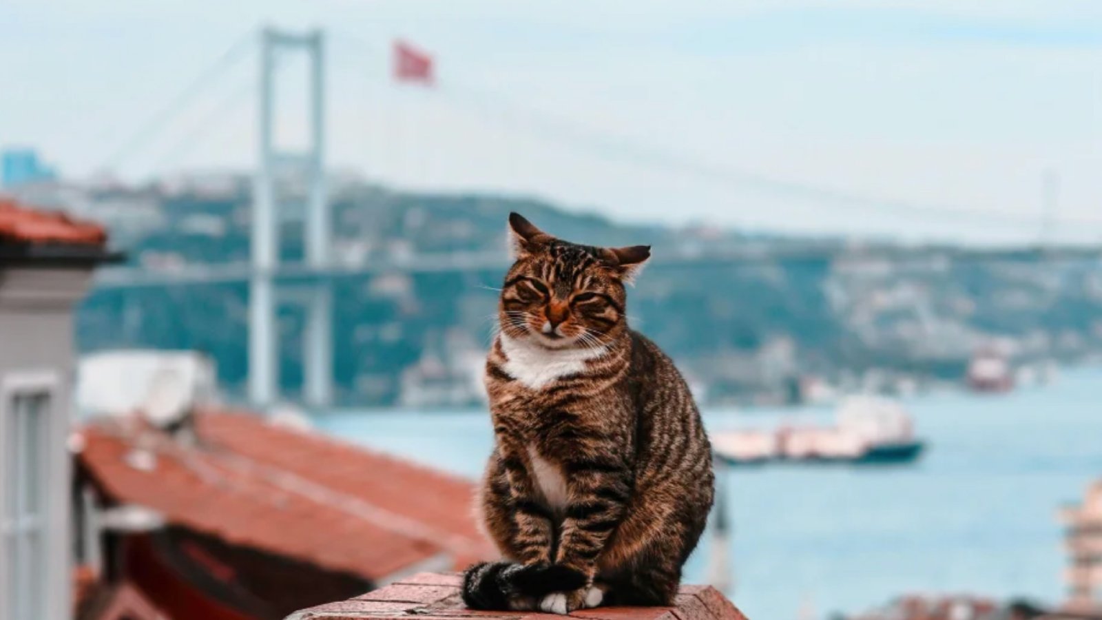 Figure 1. Opening your home to a cat is also responsibility for its health through early veterinary evaluation and appropriate diagnostic testing.