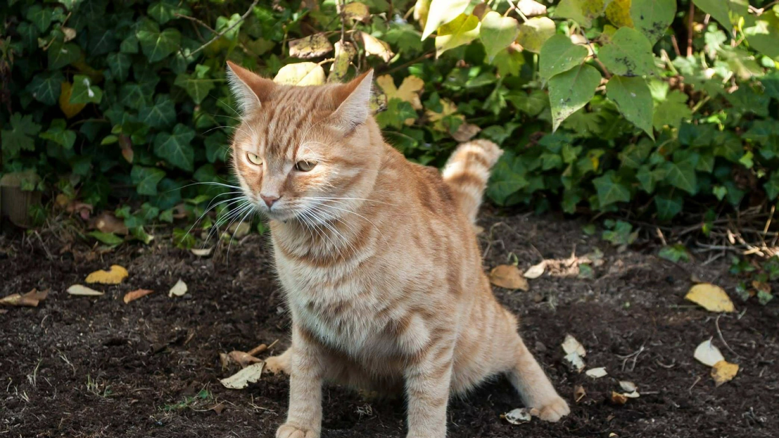 Figure 2. A cat defecating outdoors, illustrating fecal shedding and environmental transmission of FPV.