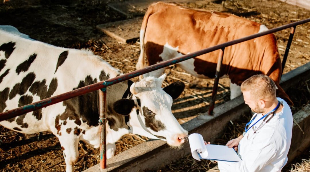 Eid al-Adha and Bovine Tuberculosis Awareness in Cattle