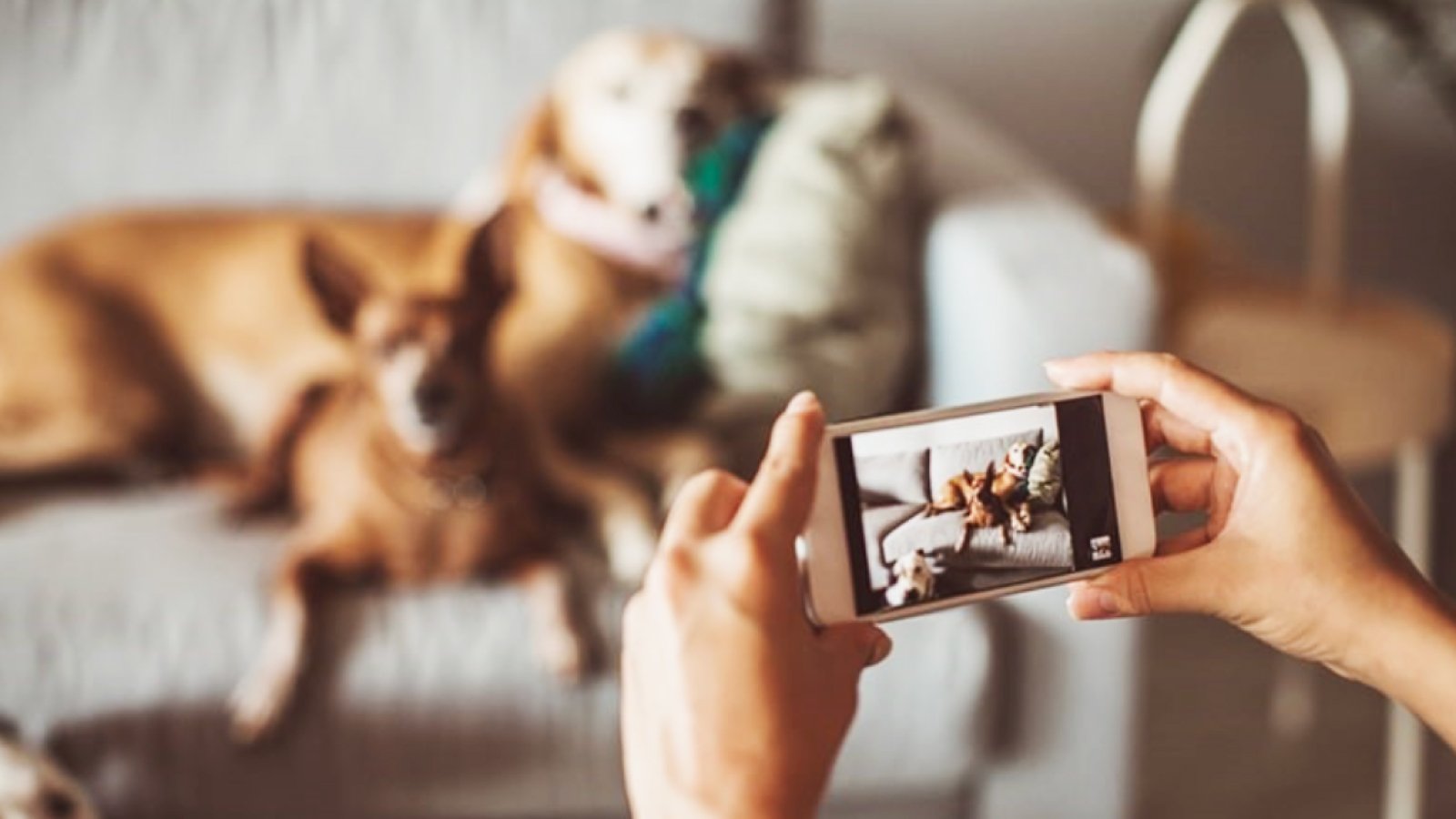 Figure 1. Capturing everyday moments with your dog can turn simple routines into lasting memories.