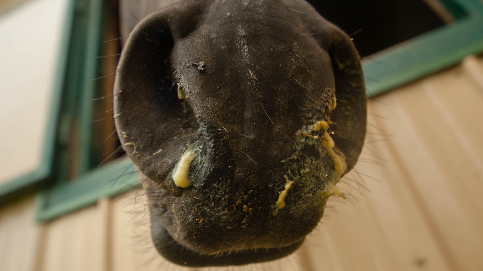 Figure 1. Clinical appearance of nasal discharge associated with suspected Streptococcus equi infection.