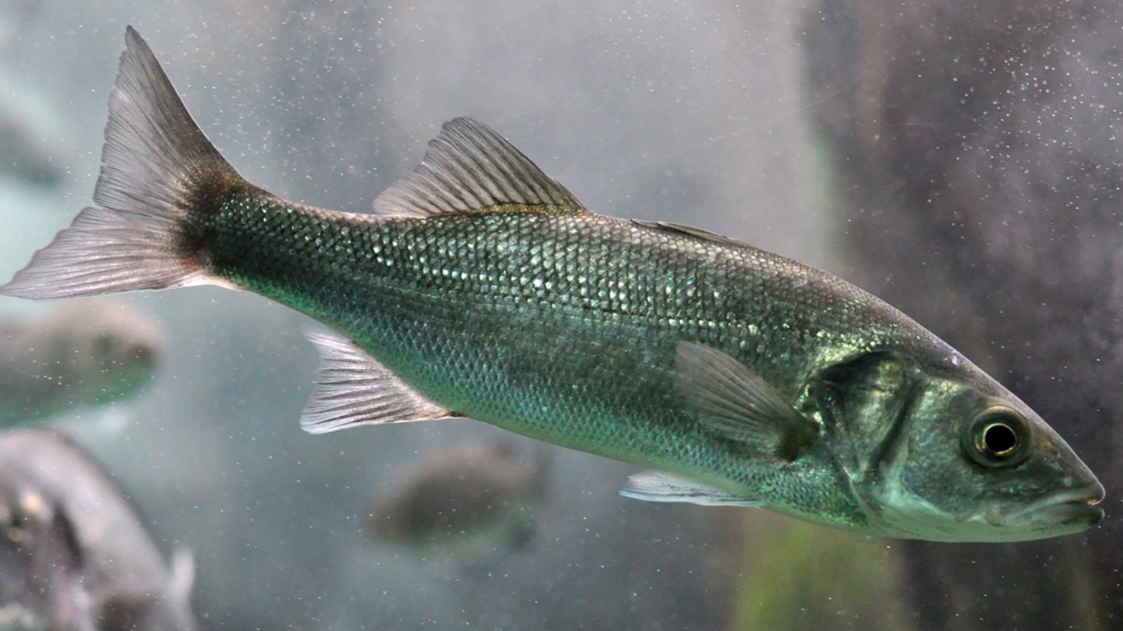 Figure 1. Fish species susceptible to Viral Nervous Necrosis (VNN).