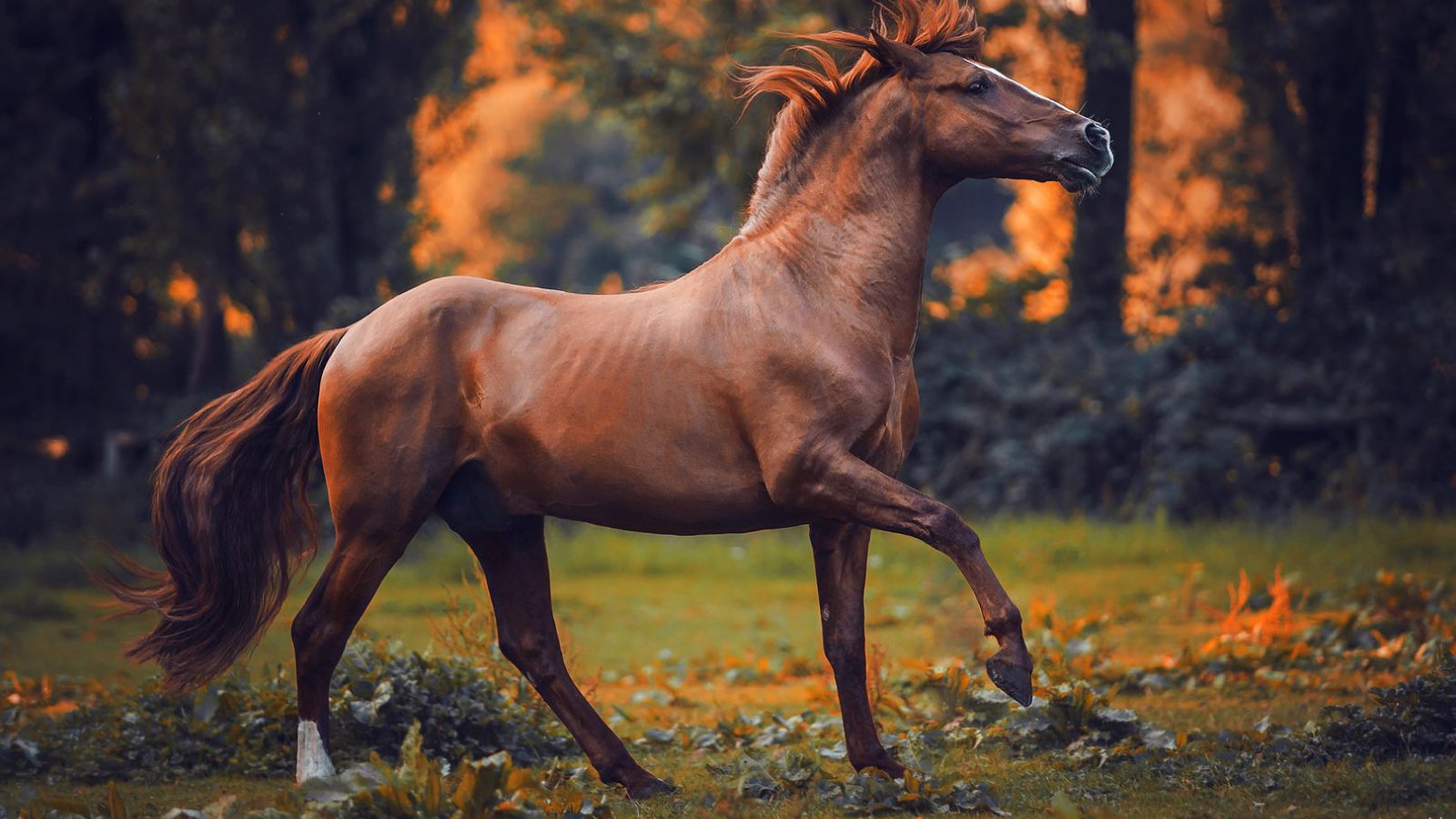 Figure 2. Protecting equine health through early detection of Streptococcus equi.