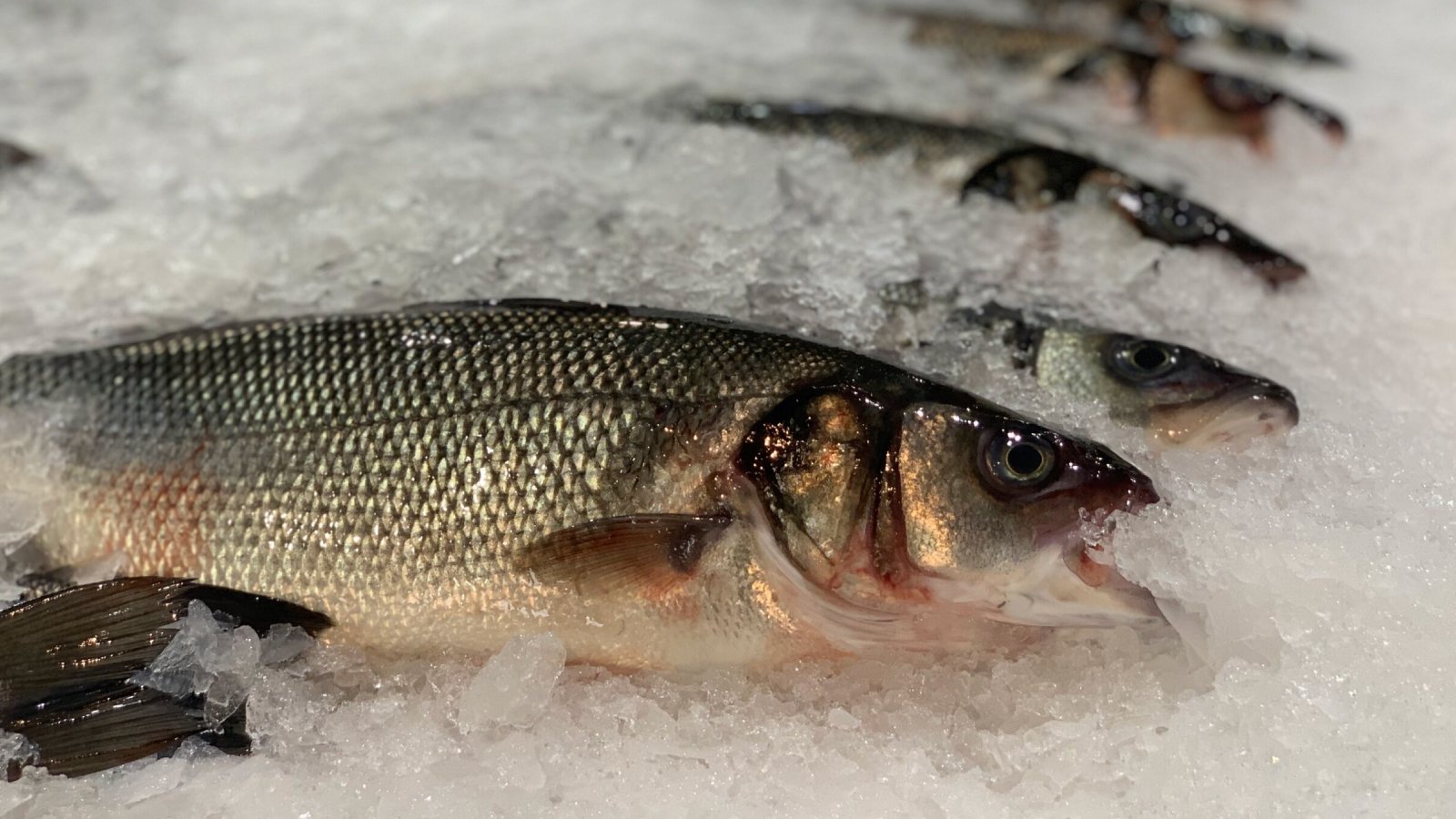 Figure 2. VNN can impact fish health, aquaculture productivity and seafood supply.