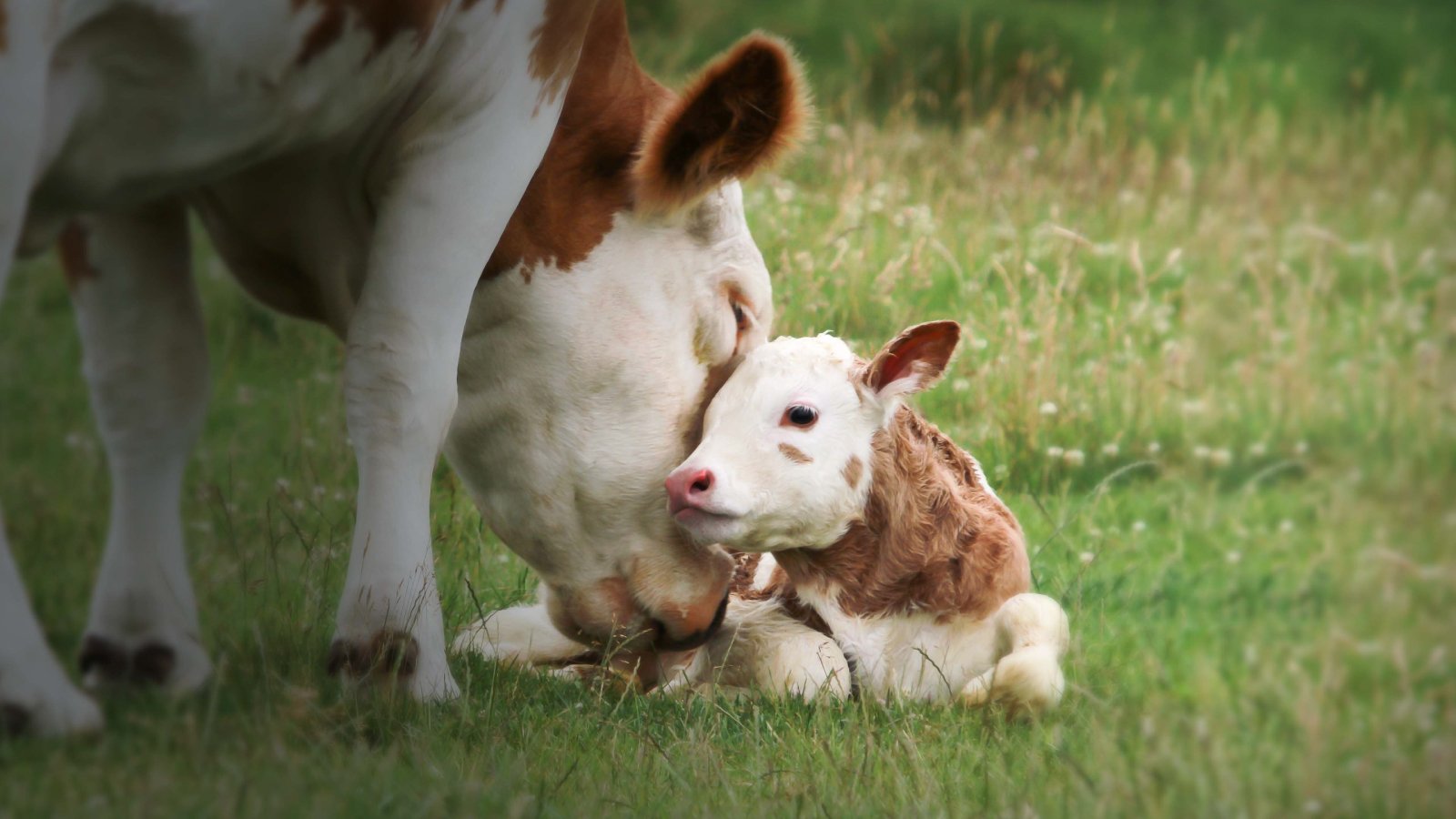 Figure 1. A cow with her newborn calf, highlighting the importance of pregnancy monitoring.