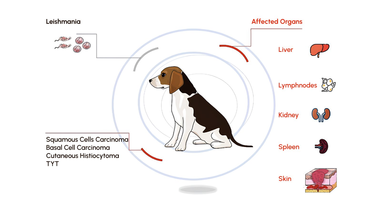 Figure 1. Canine leishmaniosis may affect multiple organs and tissues contributing to a wide range of clinical signs.