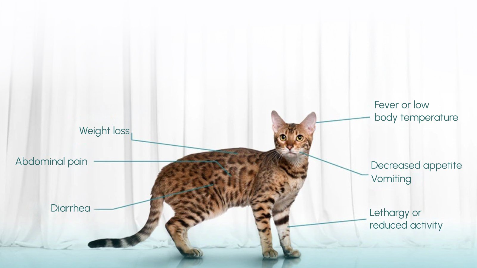 Figure 1. Possible Clinical Signs of Feline Pancreatitis