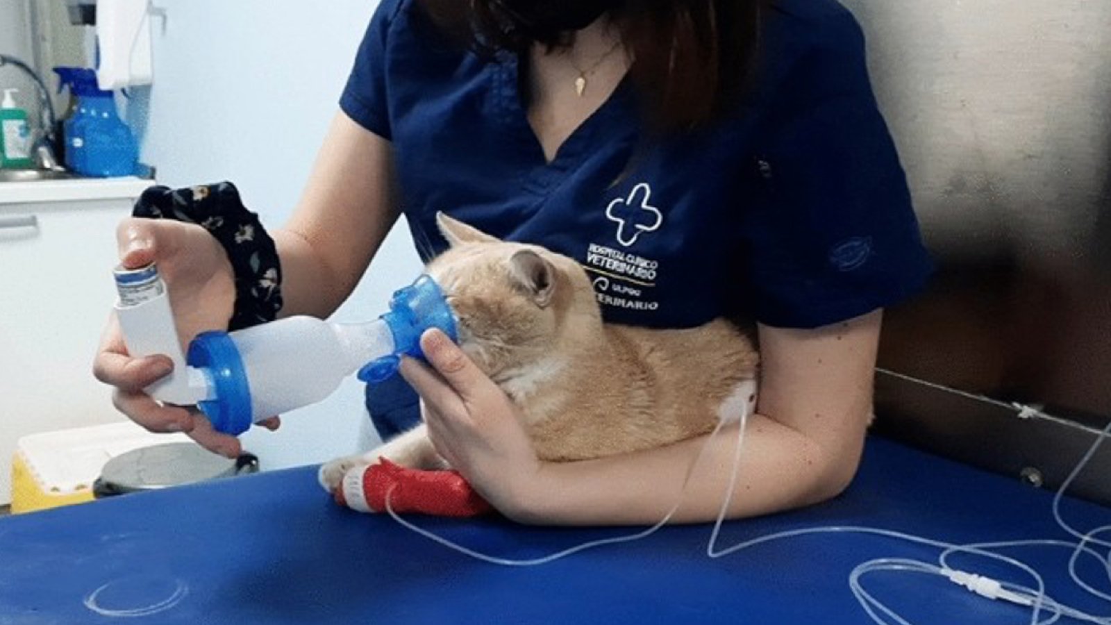 Figure 1. A cat receiving respiratory support during veterinary care.