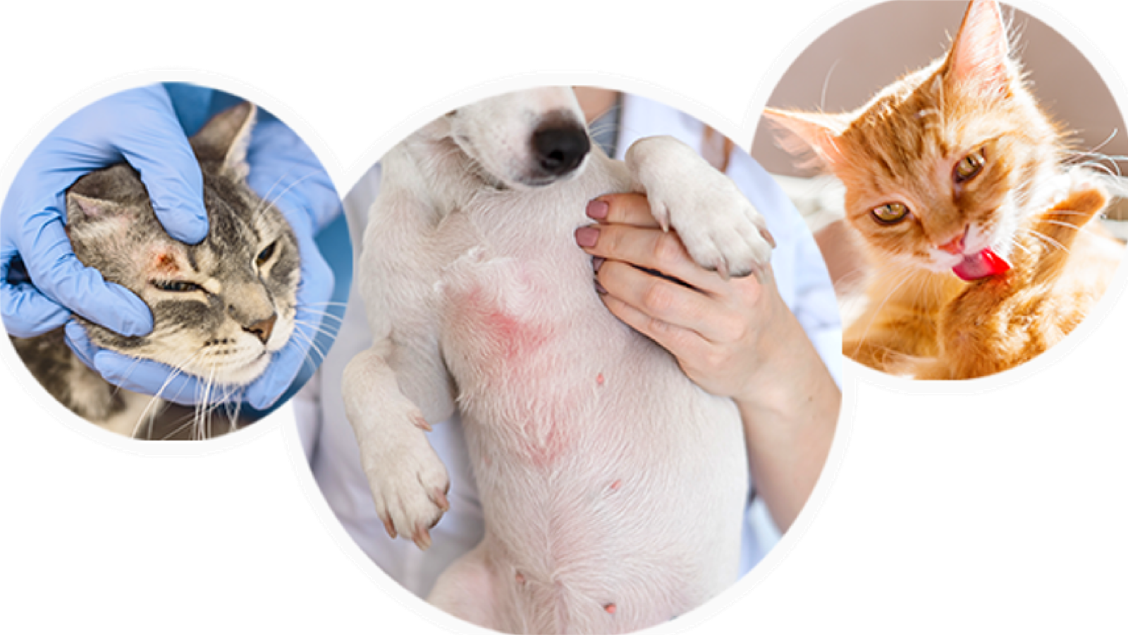 Figure 1. Dermatological signs in cats and dogs can vary in appearance and severity