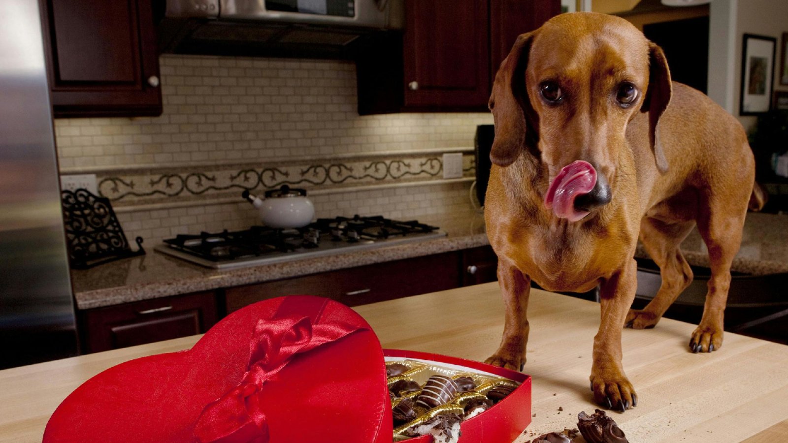 Figure 1. Dietary indiscretion, including the accidental consumption of inappropriate foods, can affect glucose regulation and may pose additional health risks in dogs.