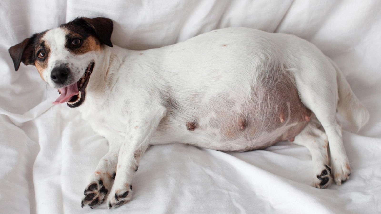 Figure 1. Dog pregnancy can range from approximately 58 to 68 days, depending on the timing of ovulation and mating.