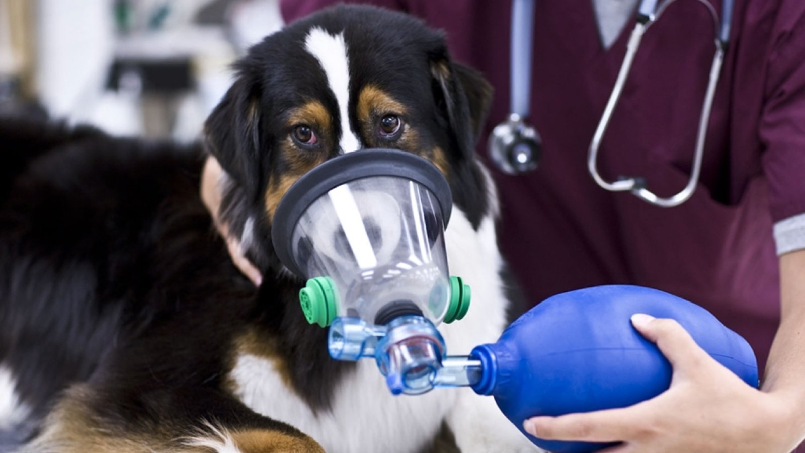 Figure 1. Respiratory distress in a dog requiring veterinary care.