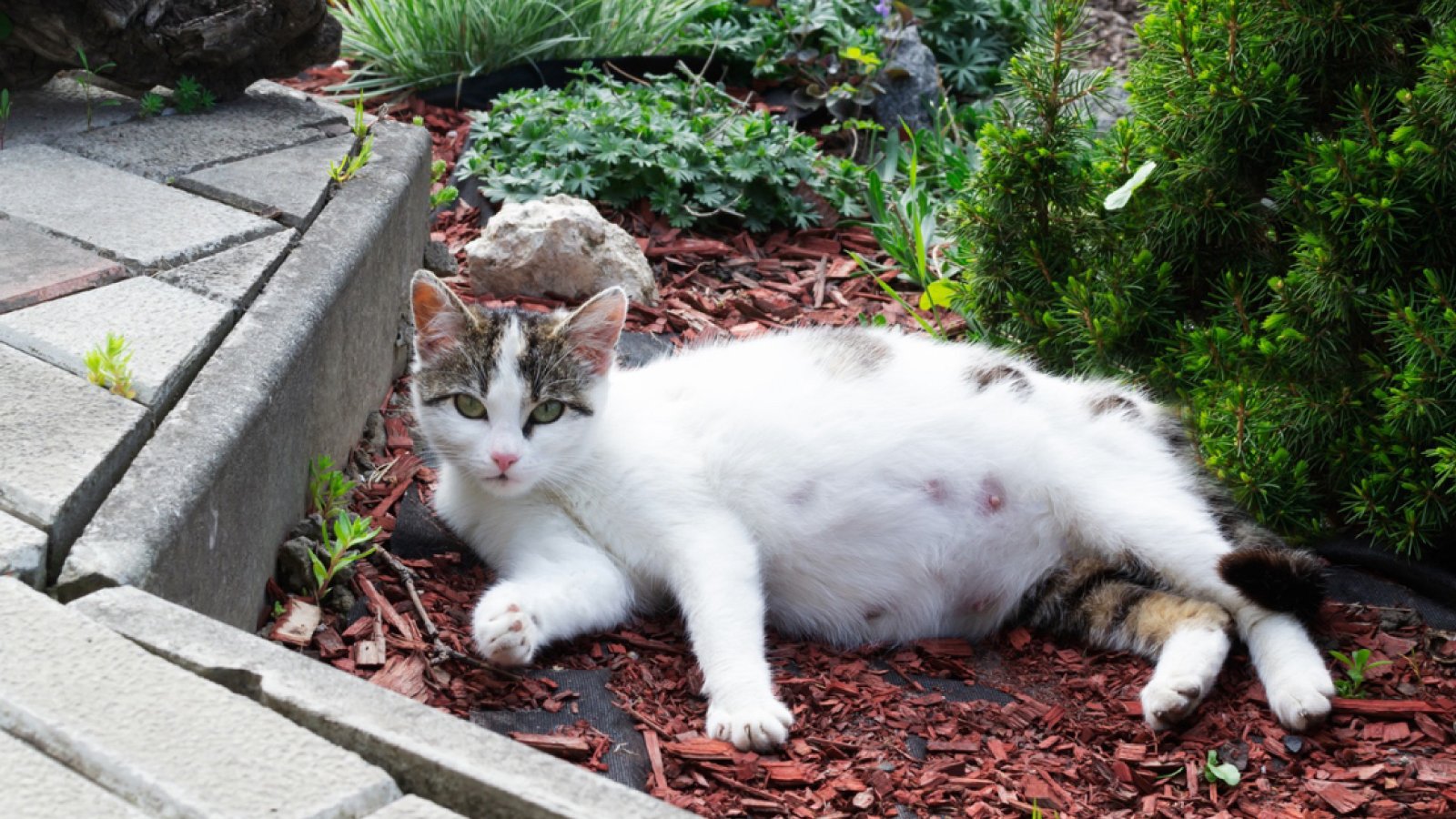 Figure 2. Physical changes such as abdominal enlargement and more prominent mammary glands may become noticeable as feline pregnancy progresses.