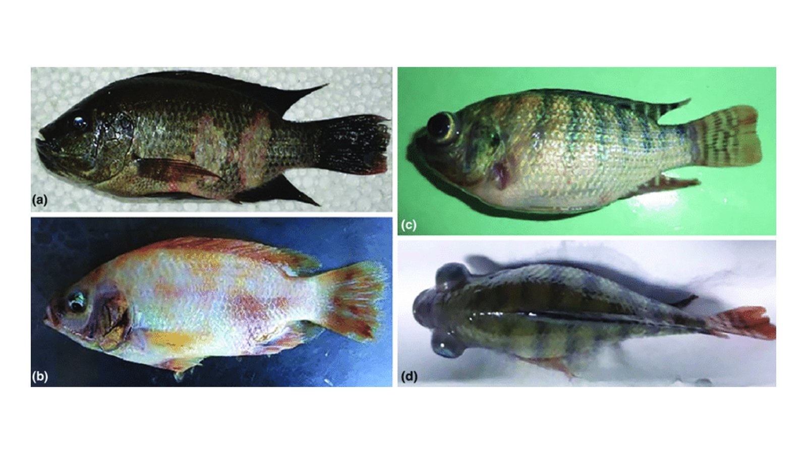 Figure 1. Clinical signs observed in TiLV-infected Nile and red tilapia.