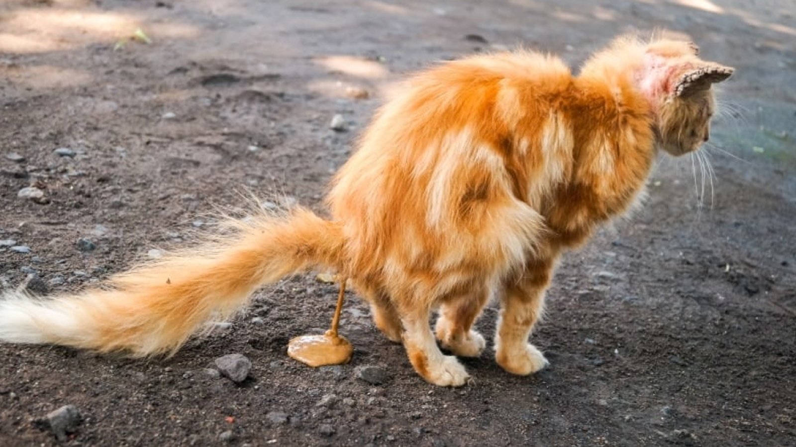 Figure 1. Diarrhea is a common gastrointestinal sign in cats and may be associated with infectious, parasitic, dietary, or other underlying conditions.