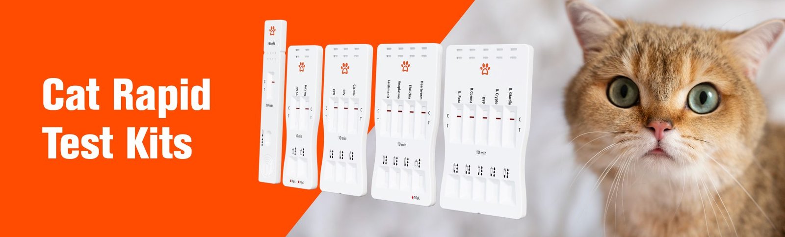 Cat Rapid Test Kits-ENG Web