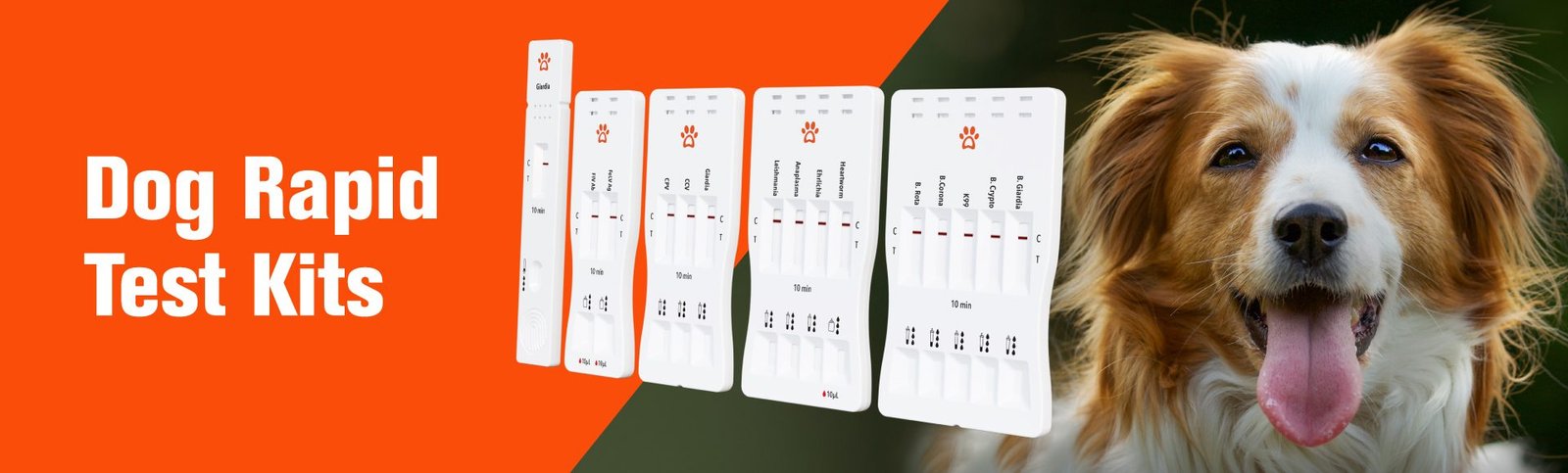 Dog Rapid Test Kits ENG-Web