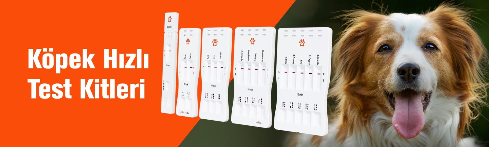 Köpek Hızlı Test Kitleri TR-Web